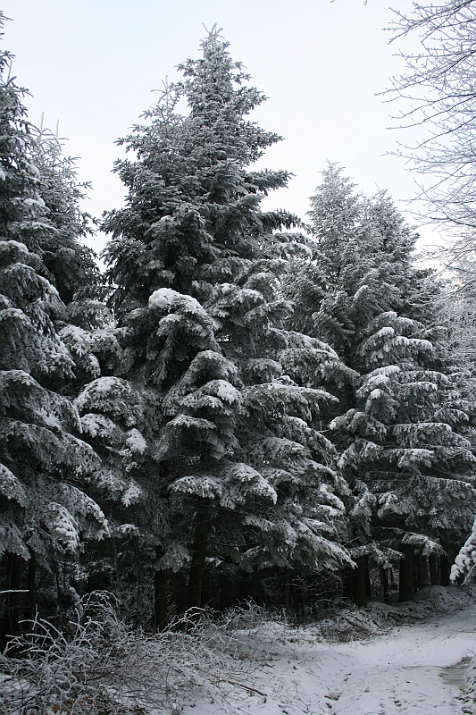 Bieszczady 12.2007 043